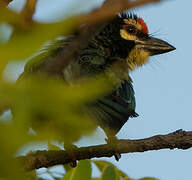 Coppersmith Barbet