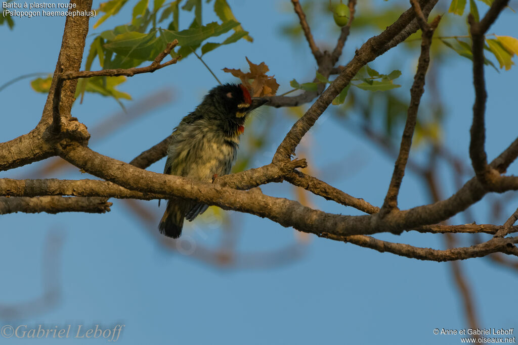 Coppersmith Barbet