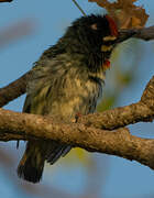 Barbu à plastron rouge