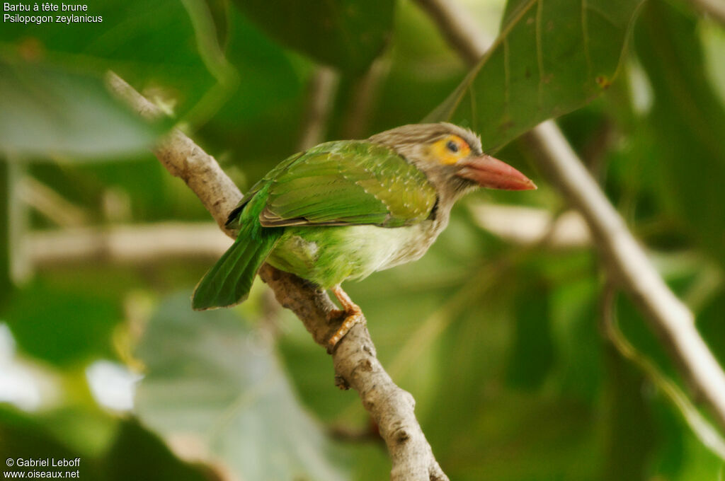 Brown-headed Barbet