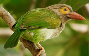 Brown-headed Barbet