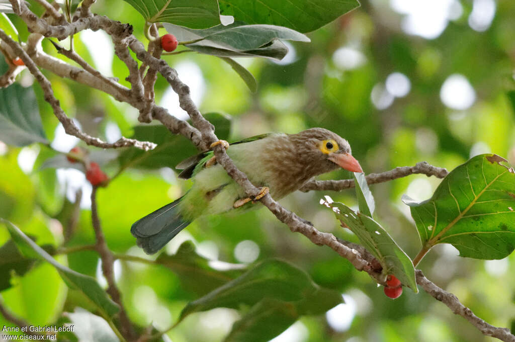 Barbu à tête brune, habitat, Comportement