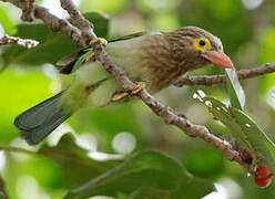 Brown-headed Barbet