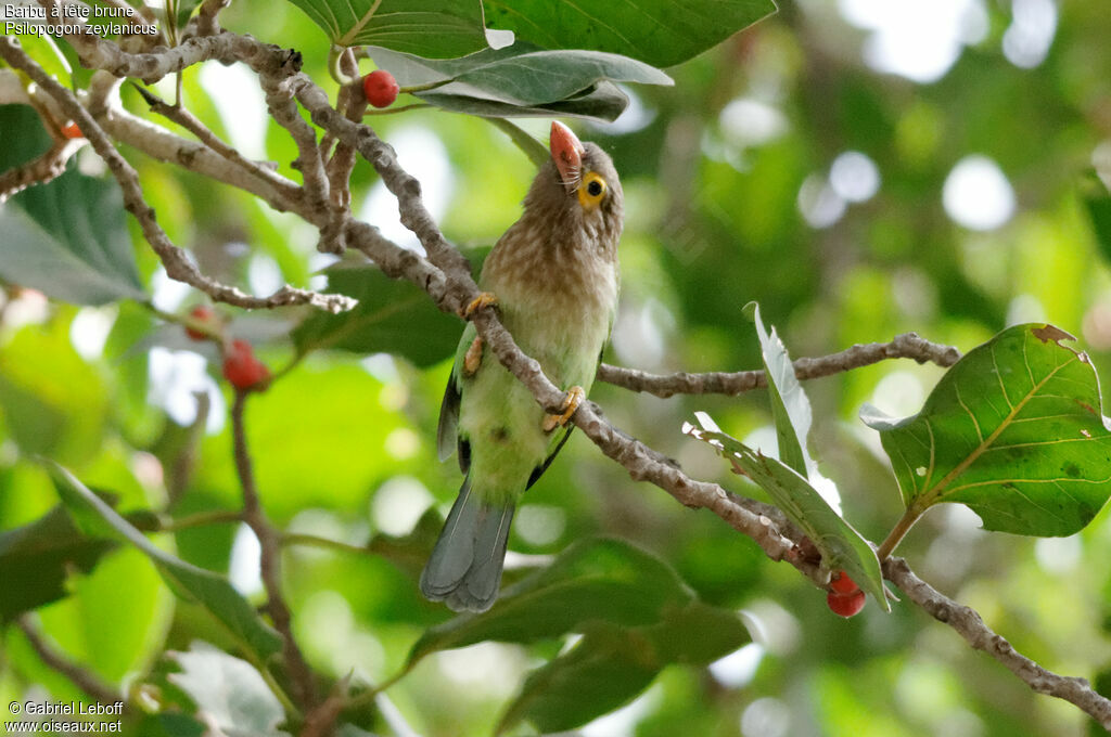 Brown-headed Barbet