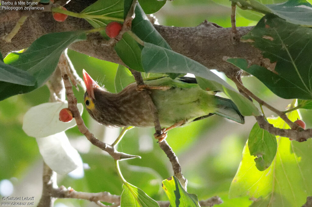 Brown-headed Barbet