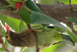 Brown-headed Barbet