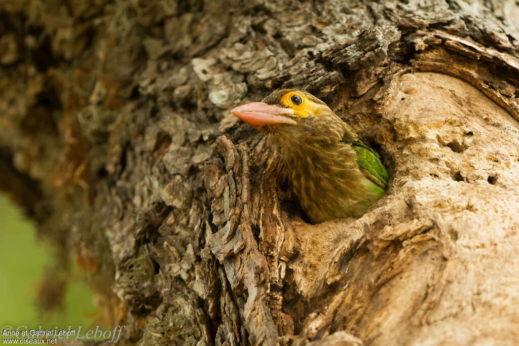 Brown-headed Barbetadult, Reproduction-nesting