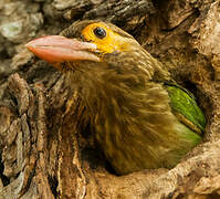 Brown-headed Barbet