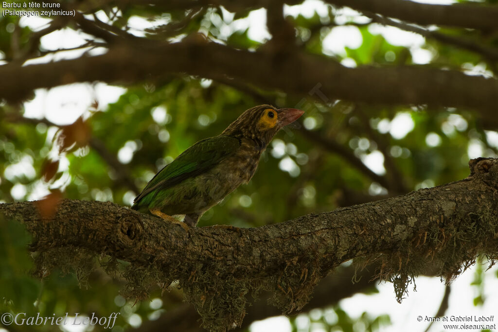 Brown-headed Barbet