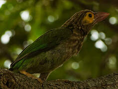 Brown-headed Barbet