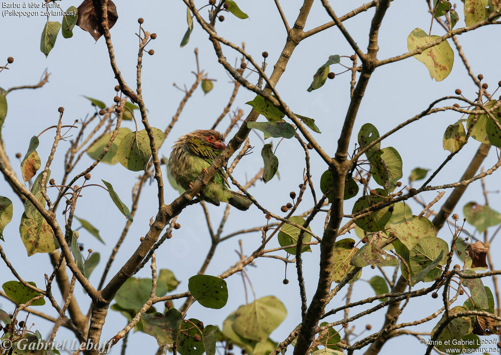 Brown-headed Barbet