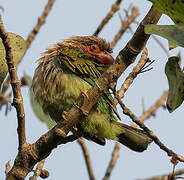 Brown-headed Barbet