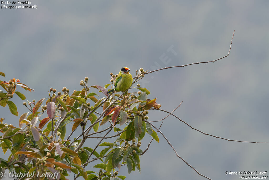 Golden-throated Barbet