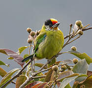 Golden-throated Barbet