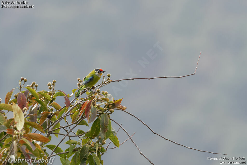 Golden-throated Barbet