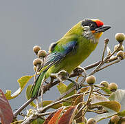 Golden-throated Barbet