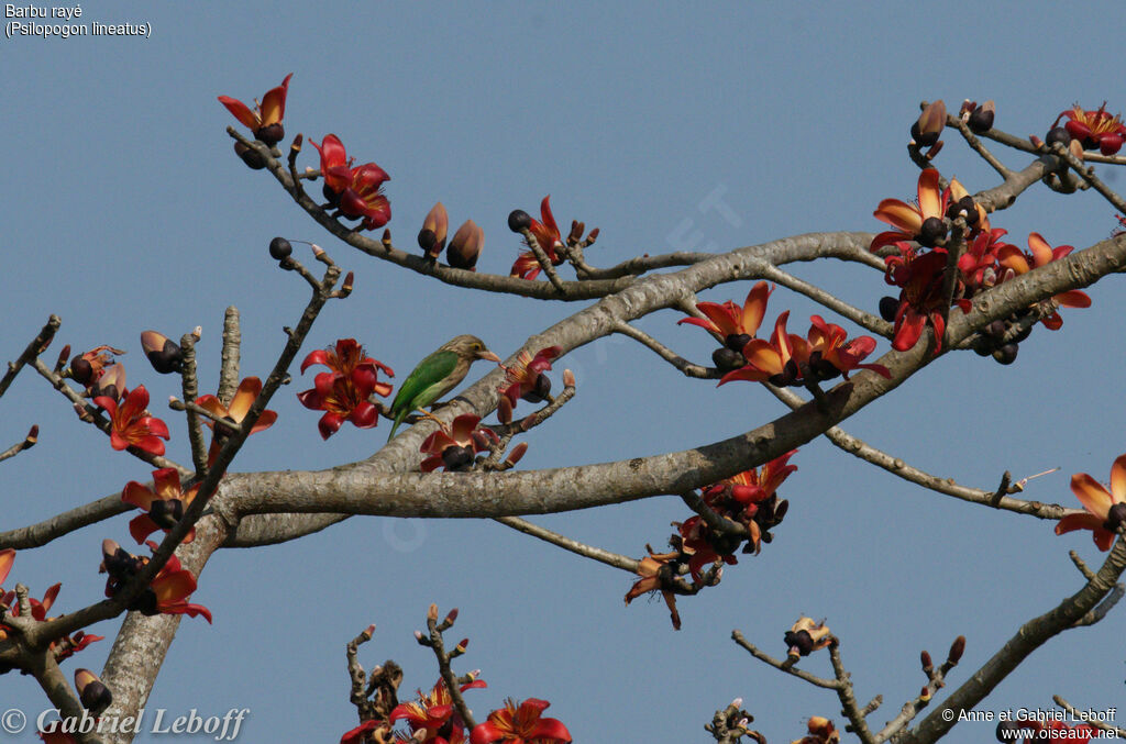 Lineated Barbet