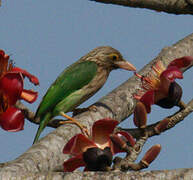 Lineated Barbet