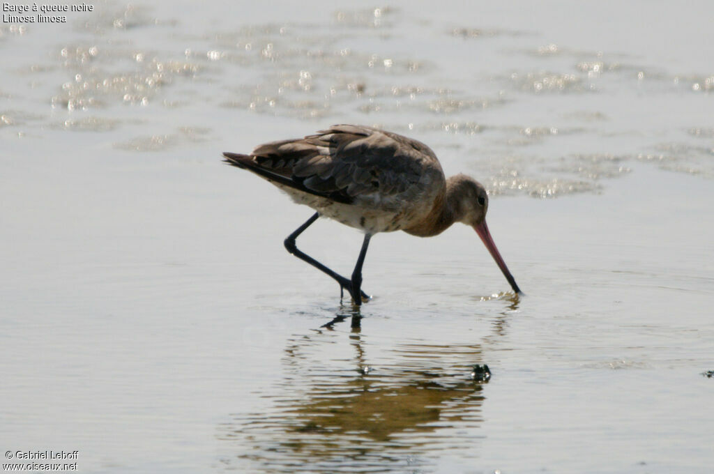 Black-tailed Godwit