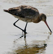 Black-tailed Godwit