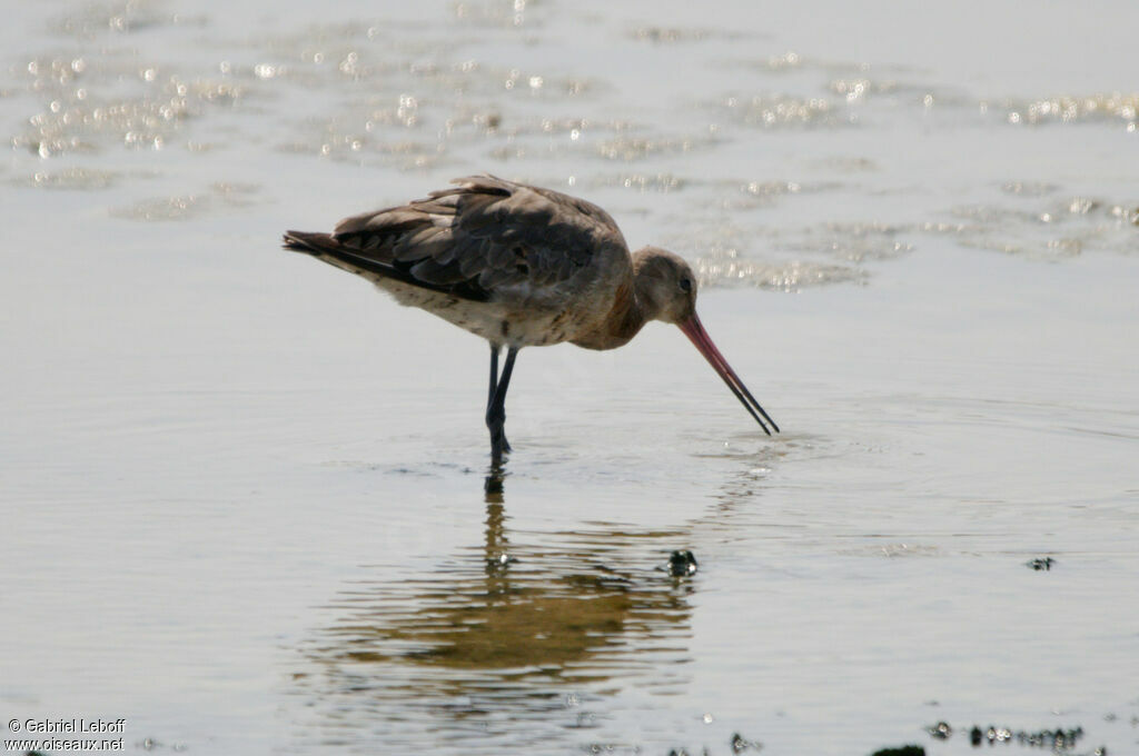 Black-tailed Godwit