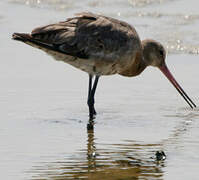 Black-tailed Godwit