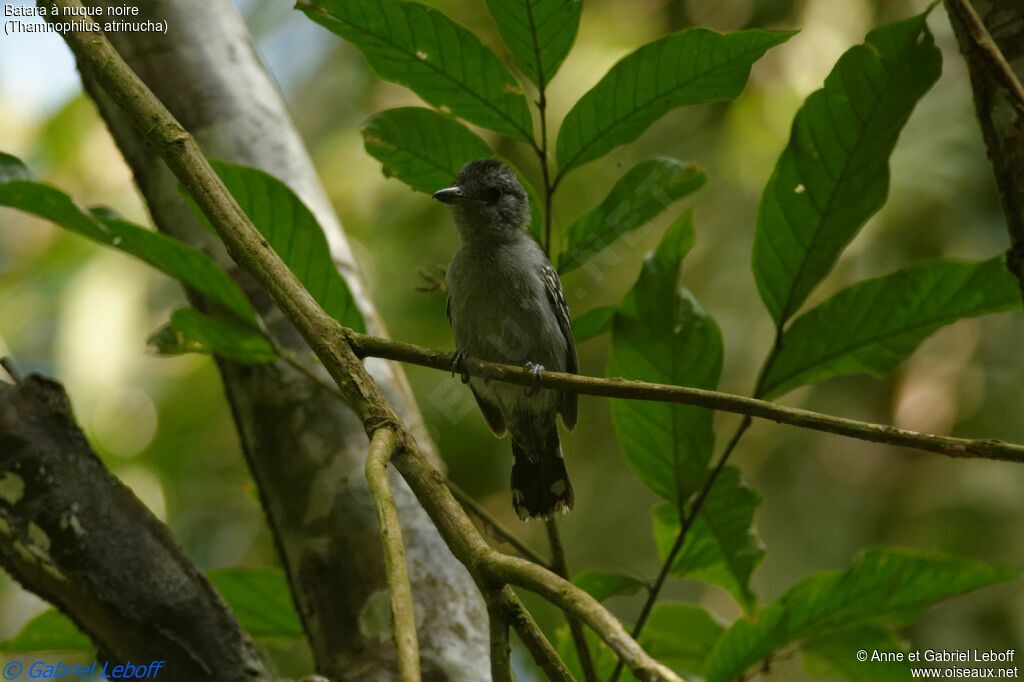 Black-crowned Antshrike male First year