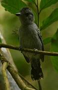 Black-crowned Antshrike