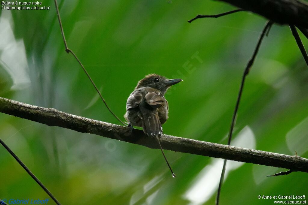 Black-crowned Antshrike male First year