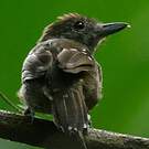 Batara à nuque noire