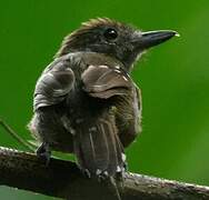 Black-crowned Antshrike