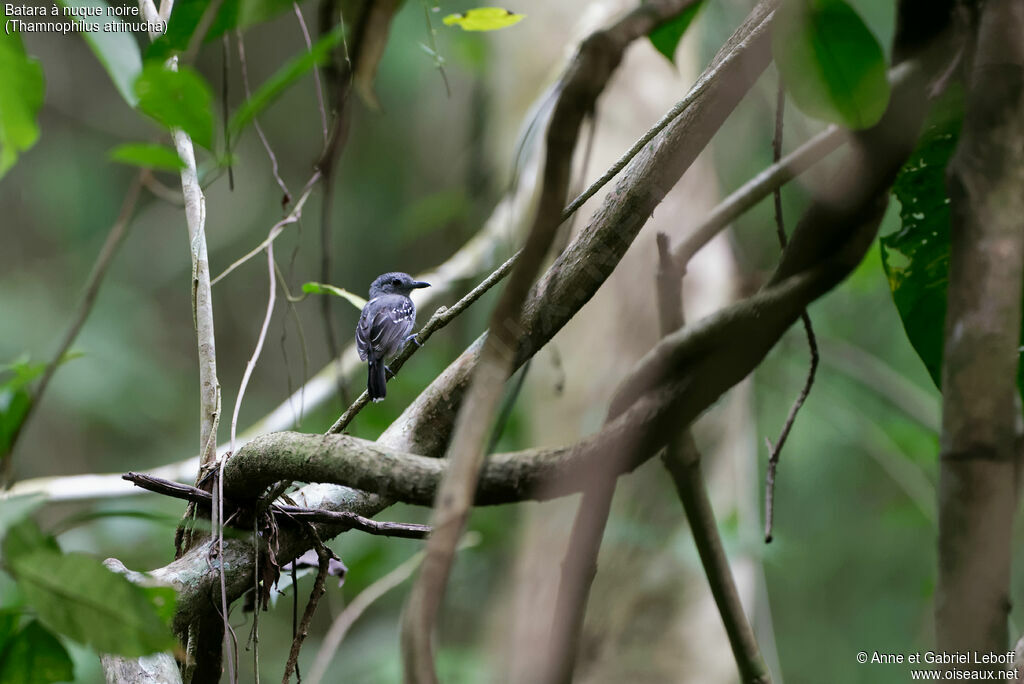 Black-crowned Antshrike male adult