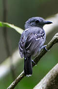 Black-crowned Antshrike