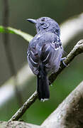 Black-crowned Antshrike