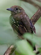 Black-crowned Antshrike