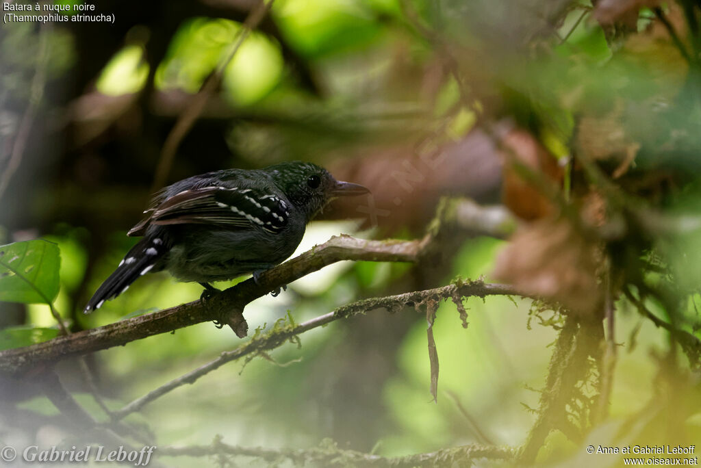 Black-crowned Antshrike male adult