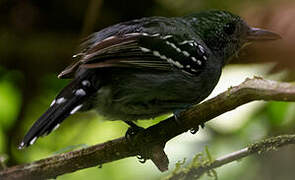 Black-crowned Antshrike