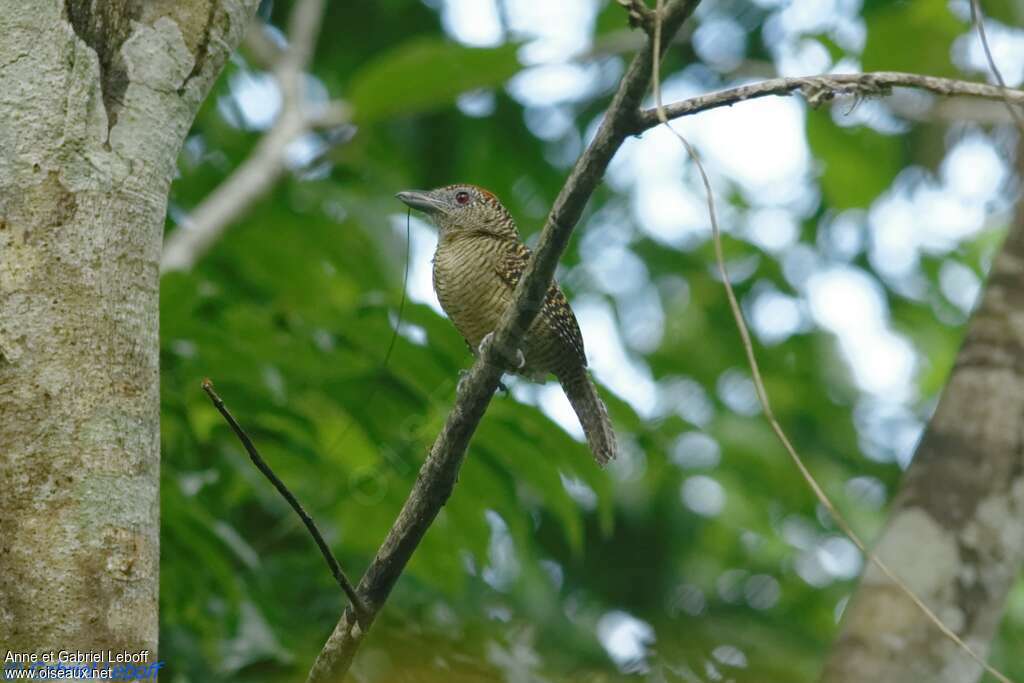 Fasciated Antshrike female adult