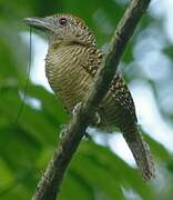 Fasciated Antshrike