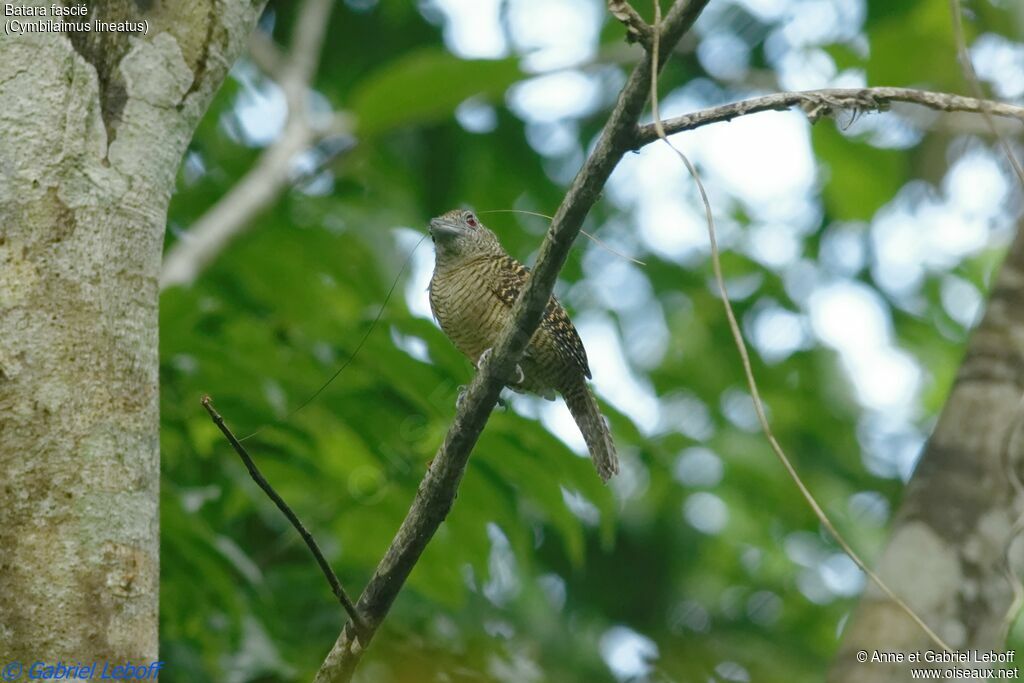 Fasciated Antshrike female adult