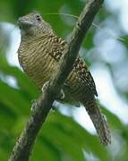 Fasciated Antshrike