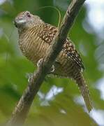 Fasciated Antshrike