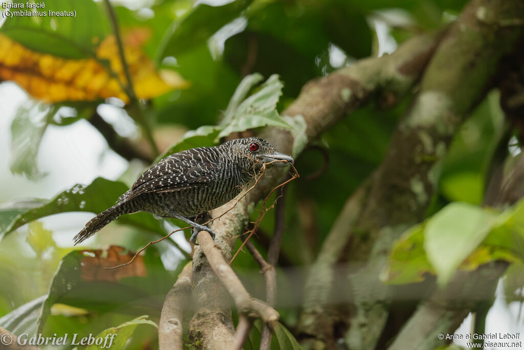 Fasciated Antshrike male, Reproduction-nesting