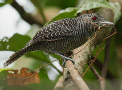 Fasciated Antshrike