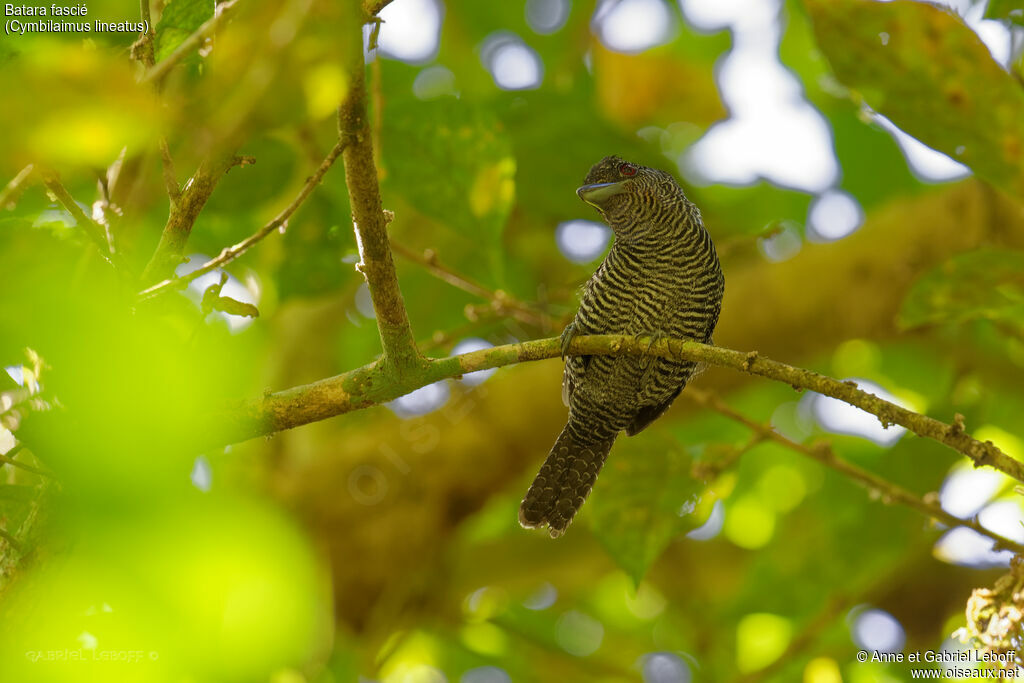 Fasciated Antshrike male