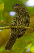 Fasciated Antshrike