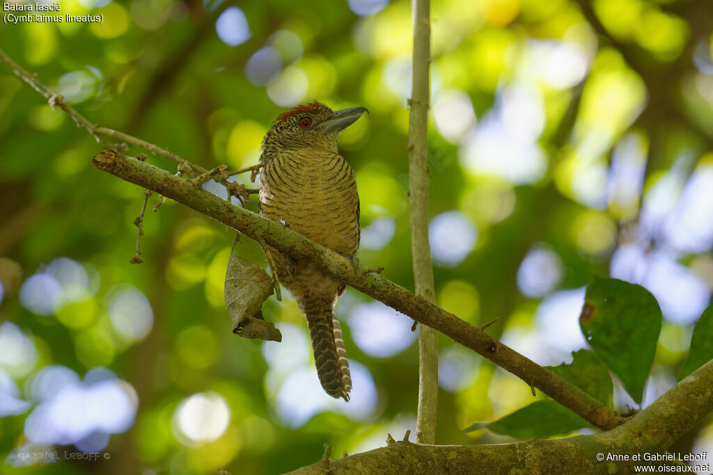 Fasciated Antshrike female