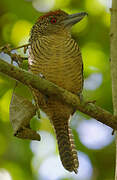 Fasciated Antshrike