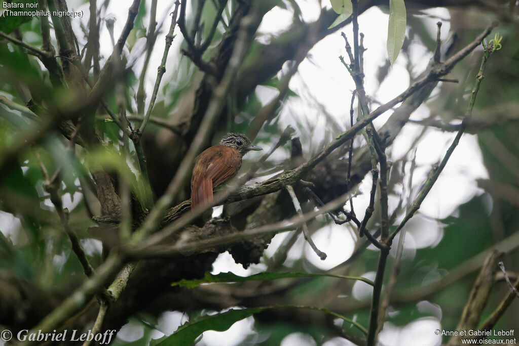 Black Antshrike female adult