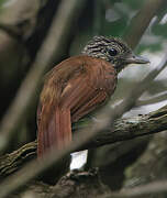 Black Antshrike